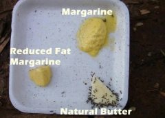 If ants won’t touch margarine, should humans?
